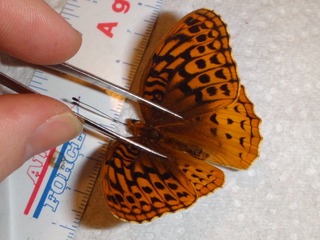 Speyeria cybele (aberration 4) Internet Image property of respective owner, non-commercial use only